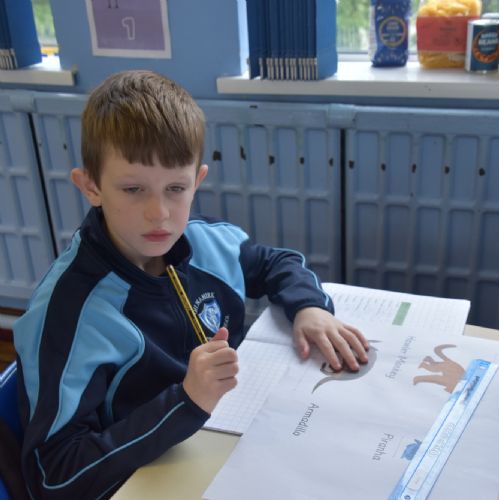 Measuring Rain Forest Creatures