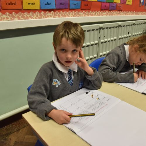 Comparing and Contrasting Garden Birds